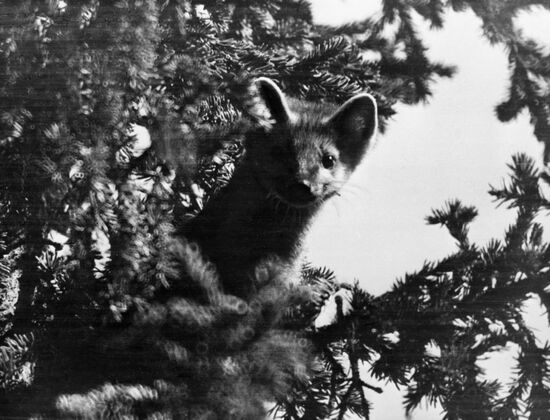 Sable in Siberian taiga