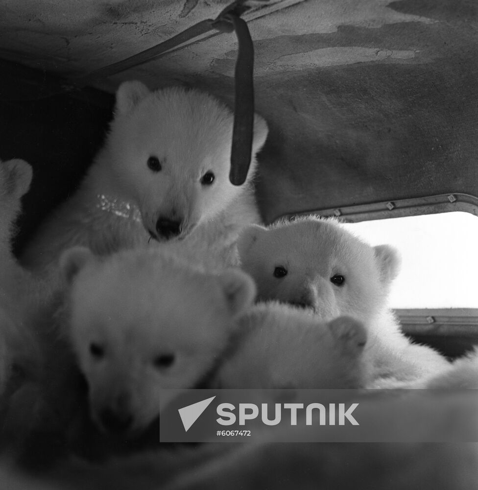 Bear cubs leave Arctic