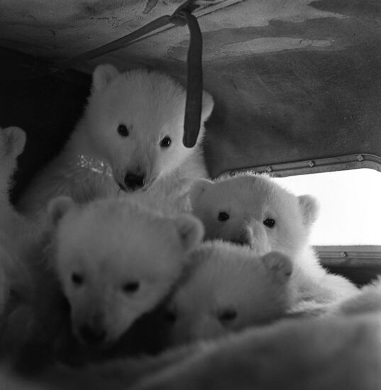 Bear cubs leave Arctic