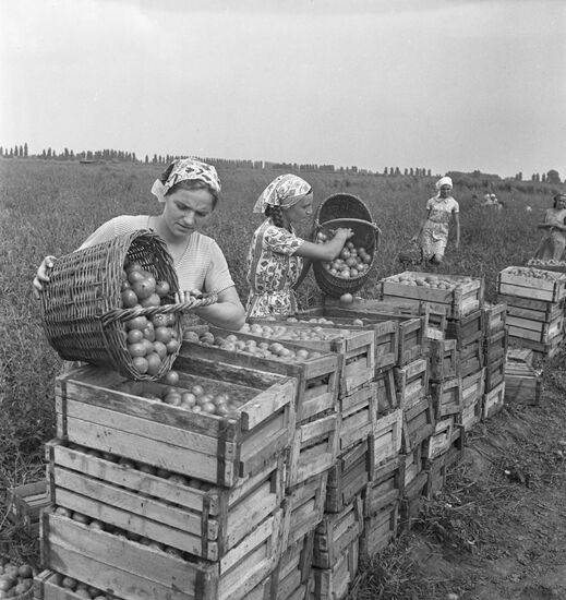 Kotovsky collective farm in Moldavia