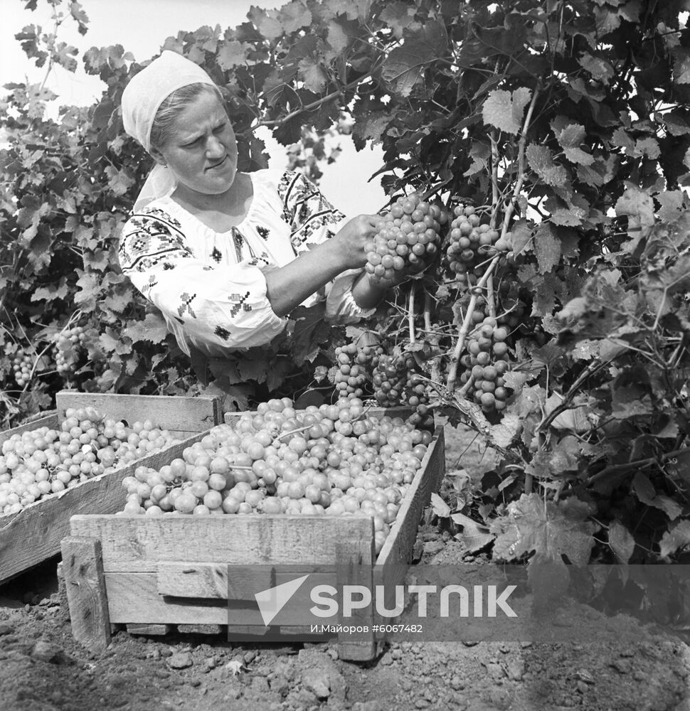 Lenin collective farm in Moldavia