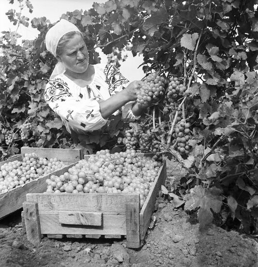 Lenin collective farm in Moldavia