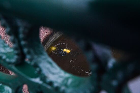 Russia Murder Investigation