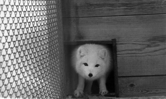 Vyatka fur animal farm