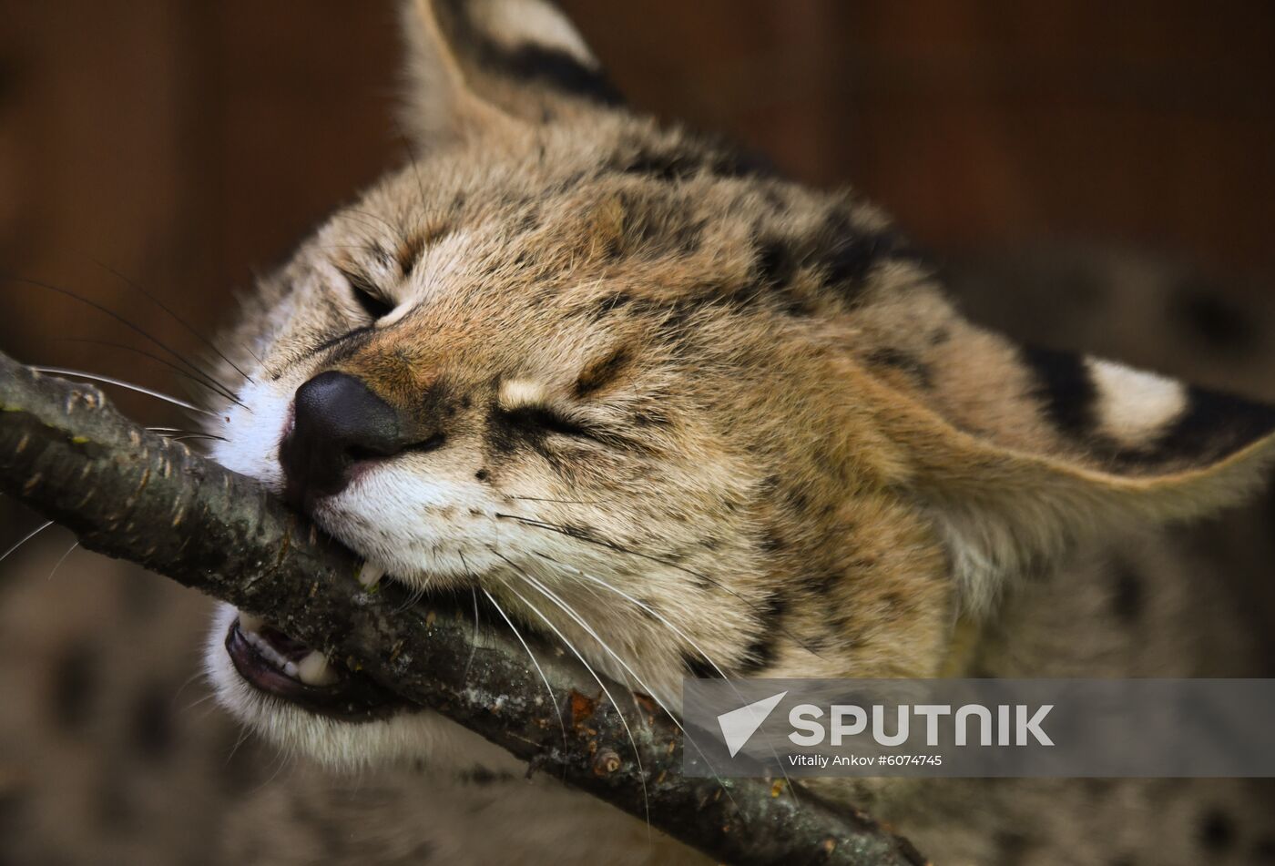 Russia Zoo
