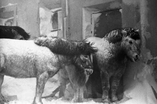 Tiksi