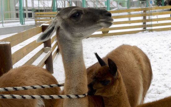 Russia Zoo