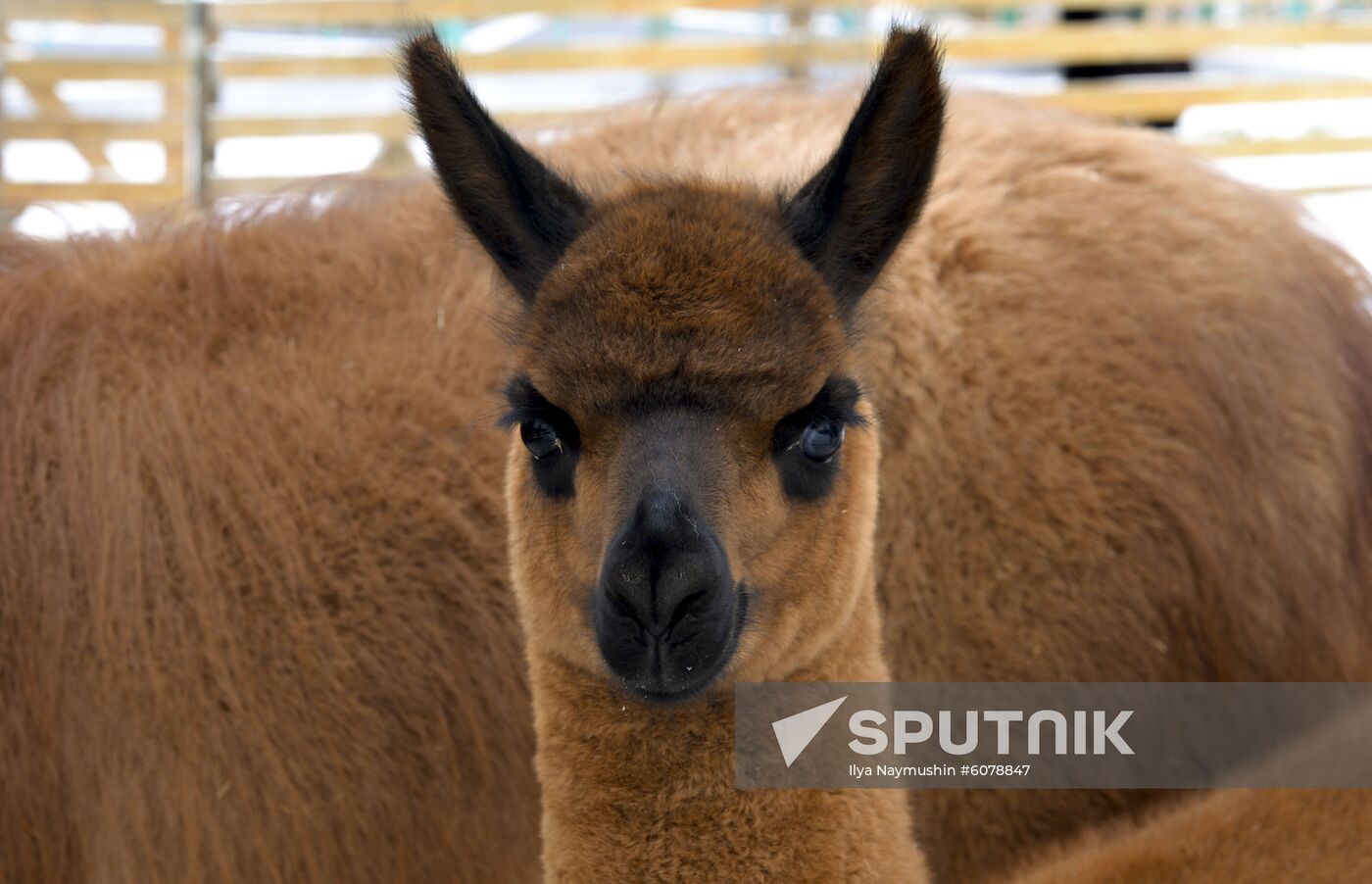 Russia Zoo