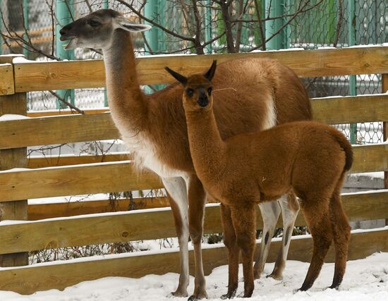 Russia Zoo