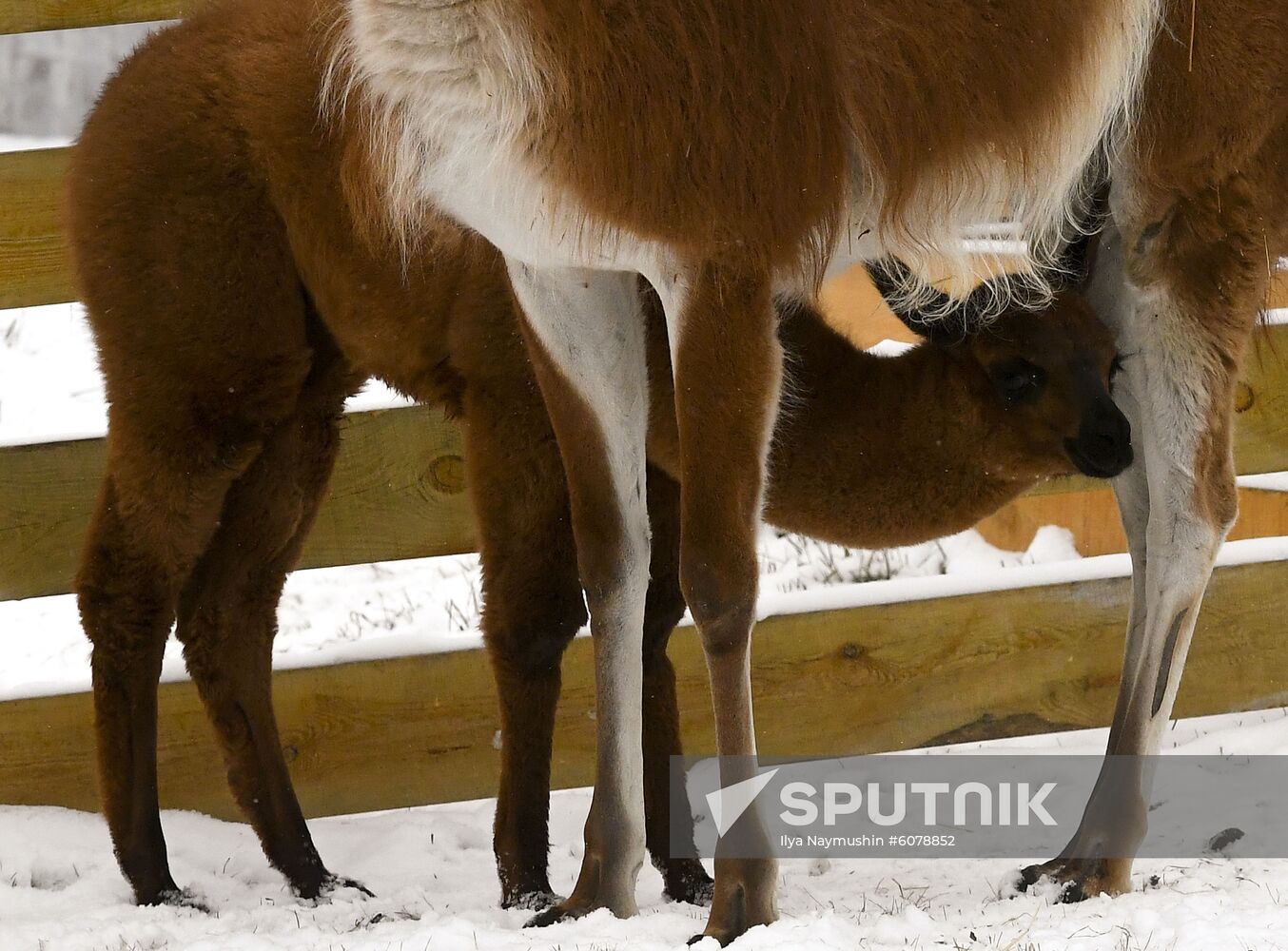 Russia Zoo