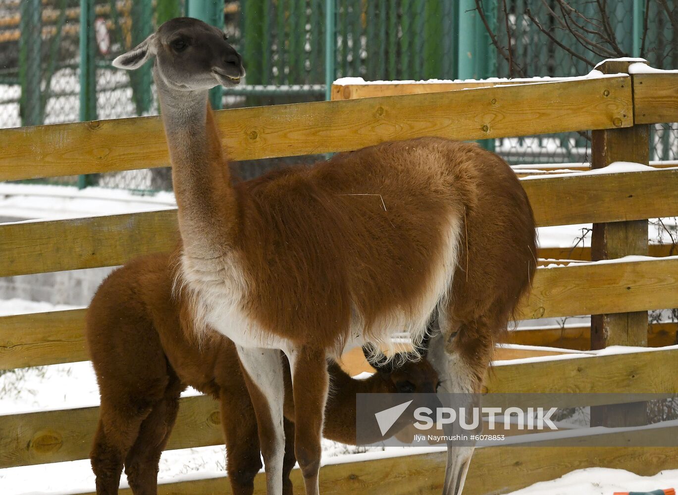 Russia Zoo
