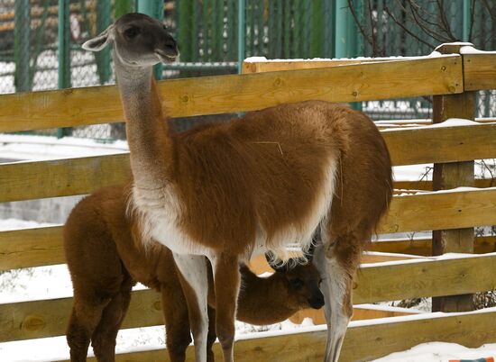 Russia Zoo