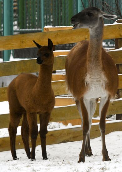 Russia Zoo