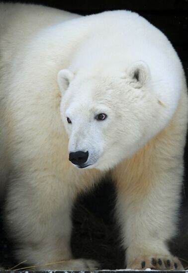 Russia Zoo
