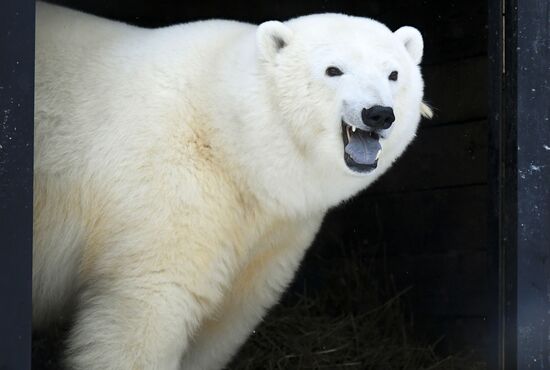 Russia Zoo