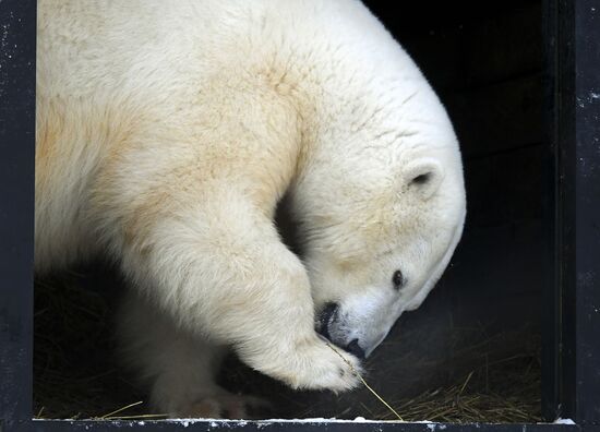 Russia Zoo