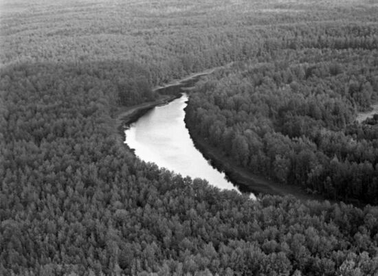 Taiga landscape