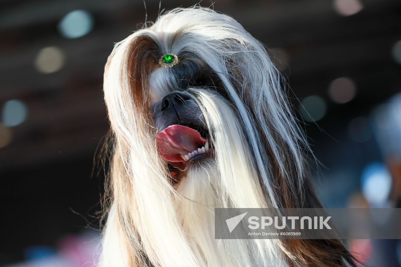Russia Dog Show