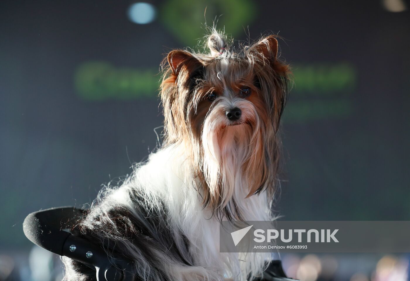Russia Dog Show