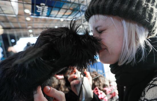 Russia Dog Show