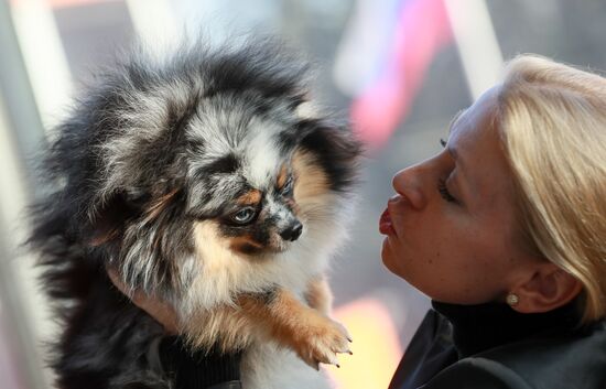 Russia Dog Show