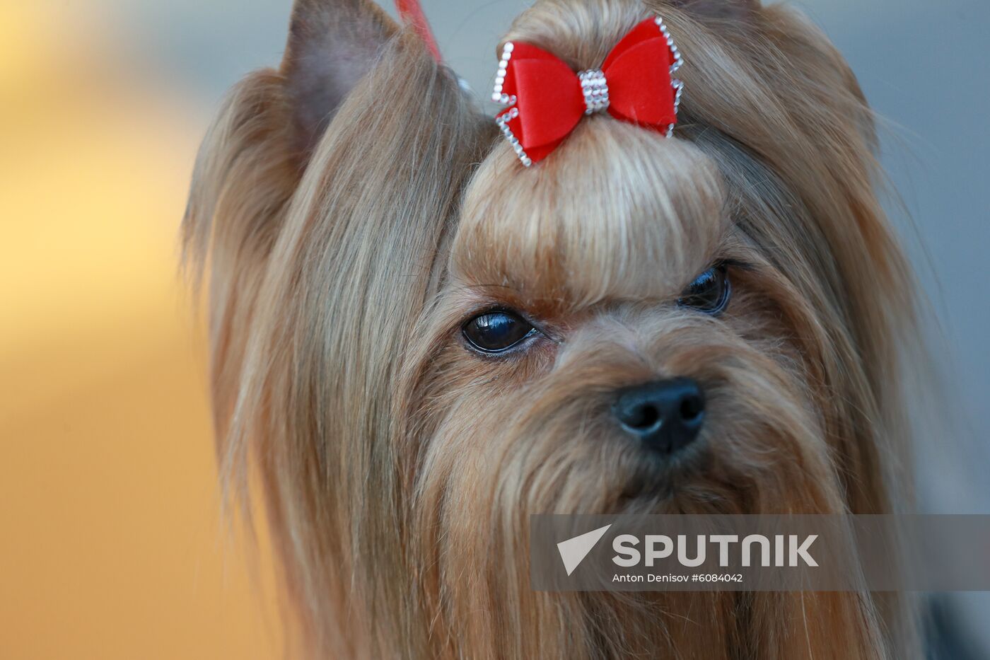 Russia Dog Show