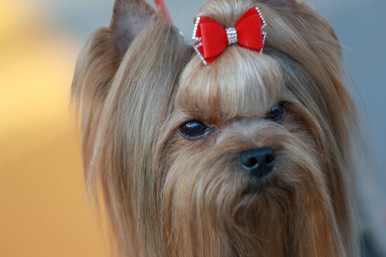 Russia Dog Show