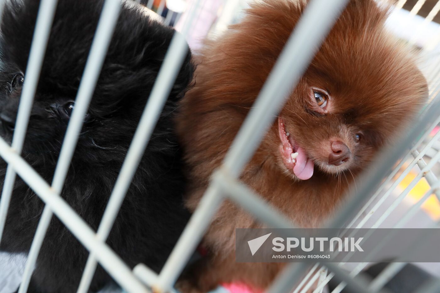 Russia Dog Show
