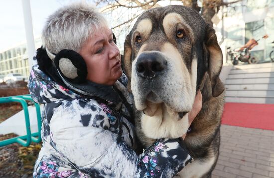 Russia Dog Show