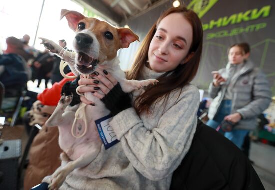 Russia Dog Show