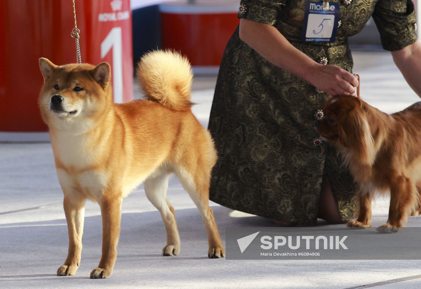 Russia Dog Show