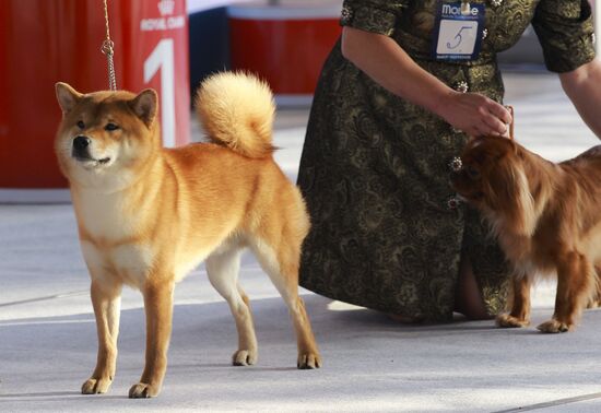 Russia Dog Show