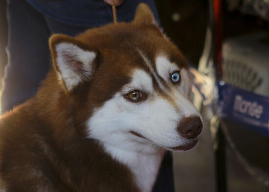 Russia Dog Show