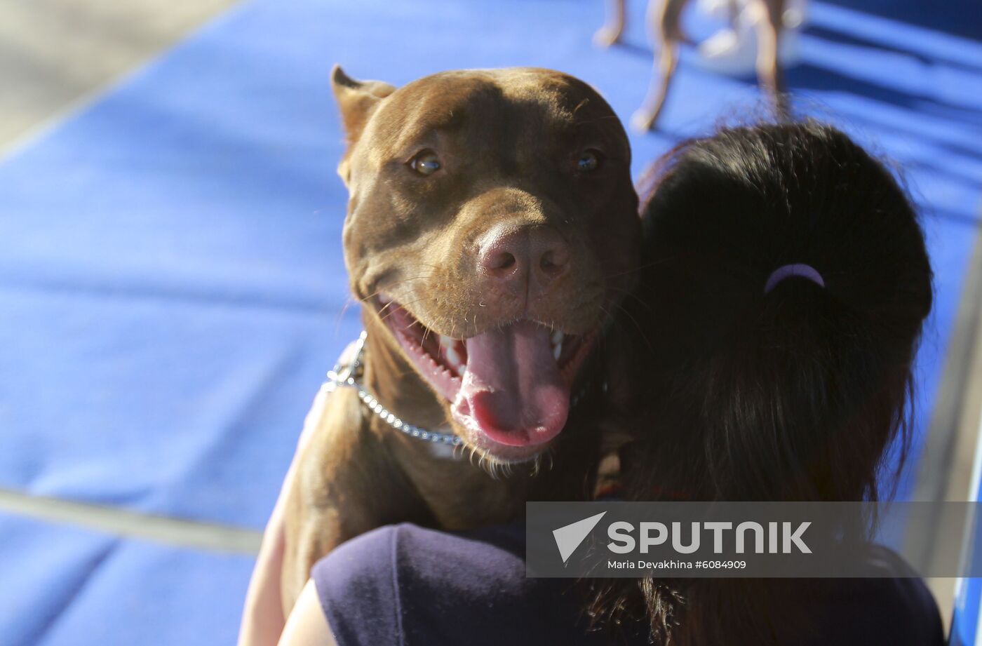 Russia Dog Show