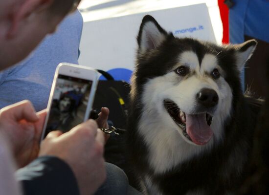 Russia Dog Show