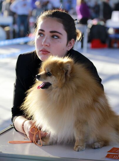 Russia Dog Show