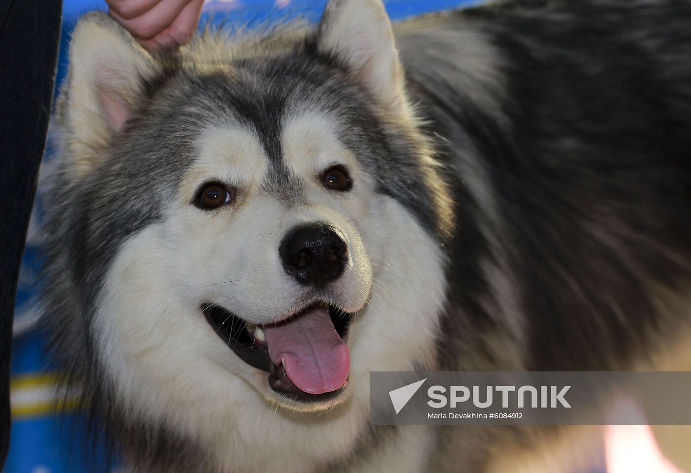 Russia Dog Show