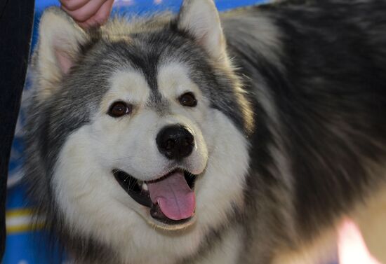 Russia Dog Show