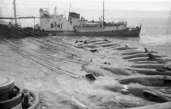 Whaling-factory ship Sovetskaya Rossiya