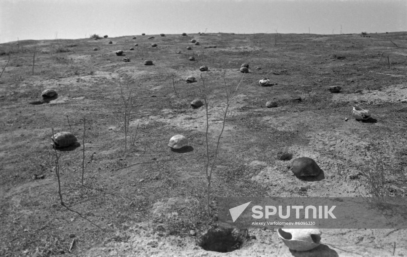 Mirzacho'l Steppe ("Hungry steppe")