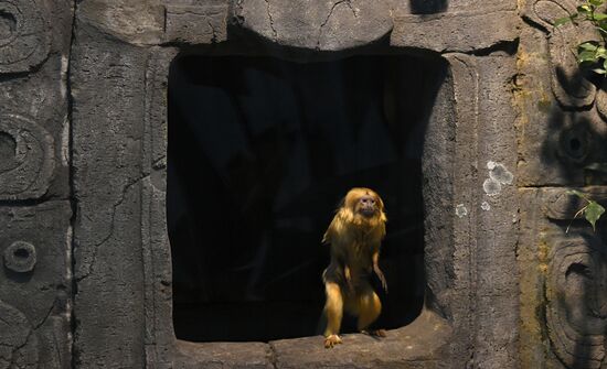 Russia Zoo