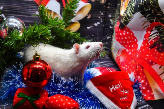 Russia New Year Preparations