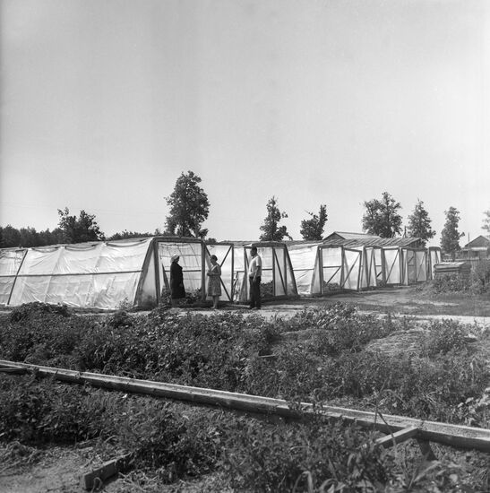 State farm in Ryazan Region