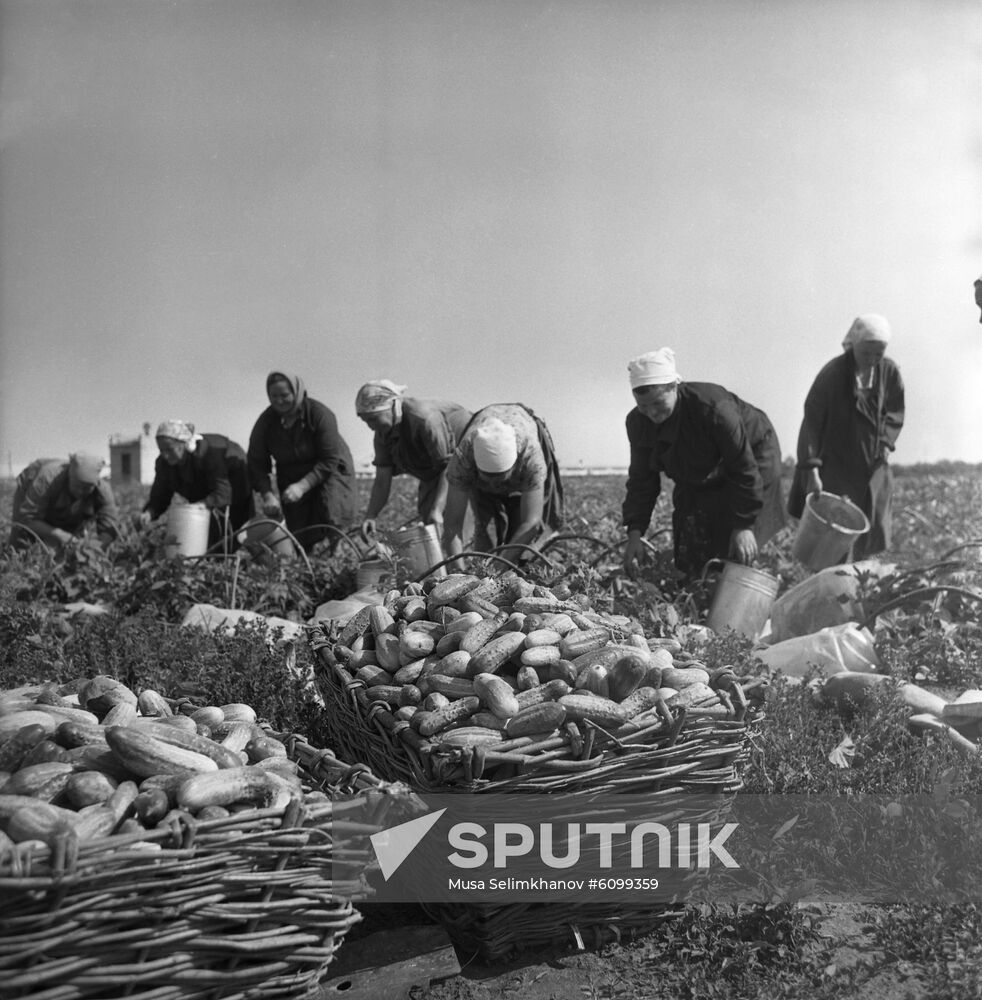 State farm in Ryazan Region