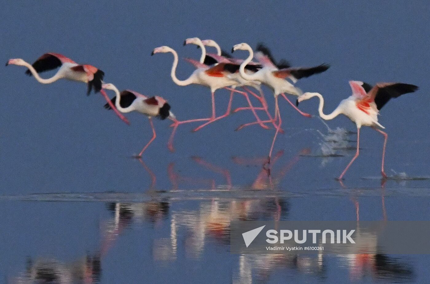 Cyprus Pink Flamingos