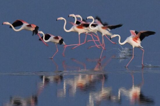 Cyprus Pink Flamingos