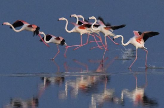 Cyprus Pink Flamingos