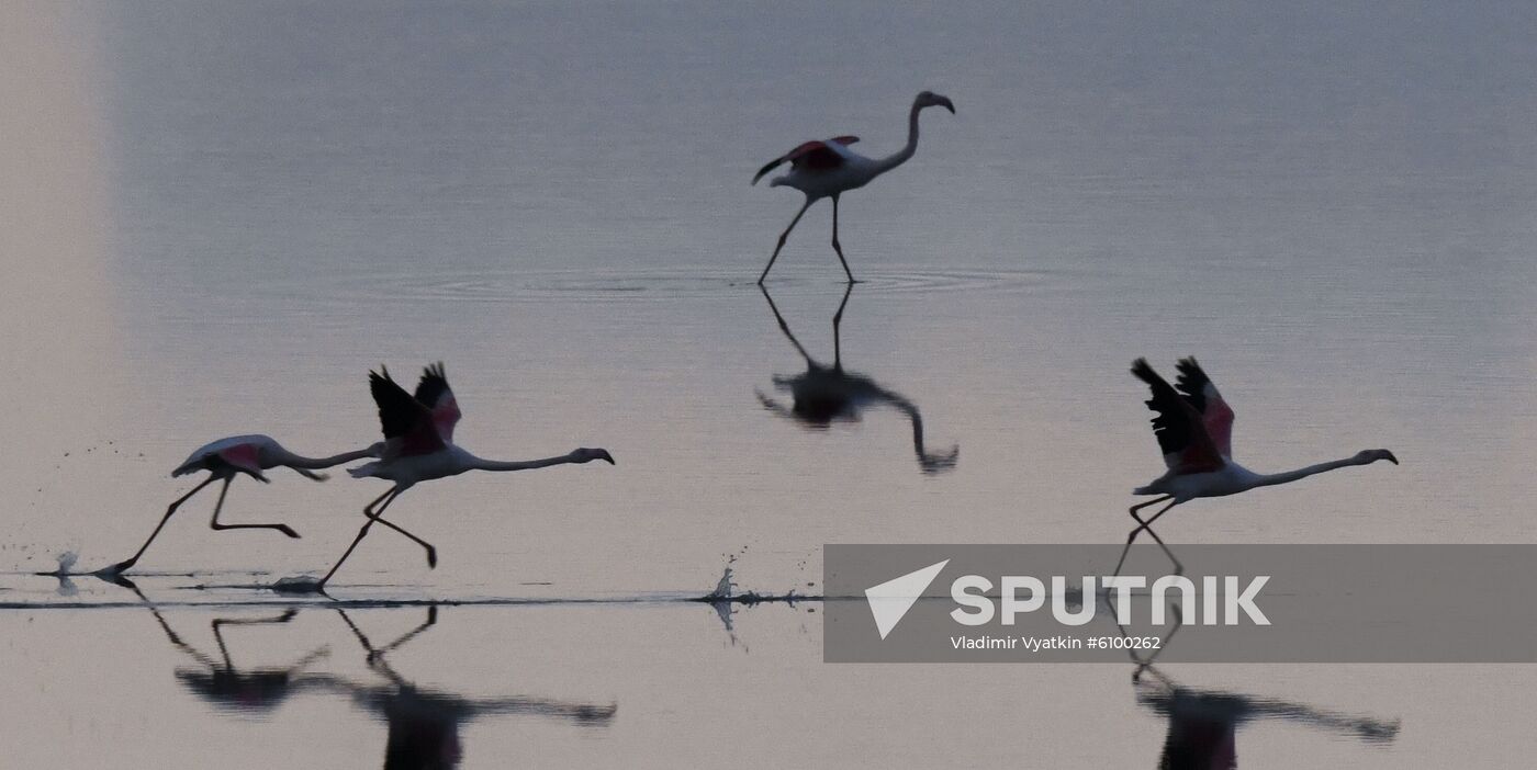 Cyprus Pink Flamingos