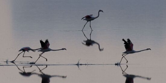 Cyprus Pink Flamingos