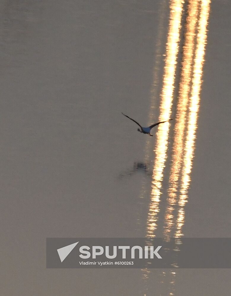 Cyprus Pink Flamingos
